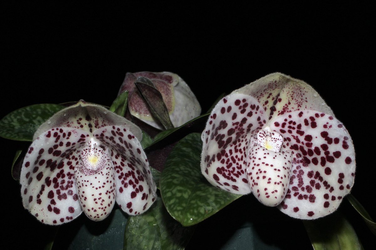 パフィオは素人未満の腕です。
が、なぜかこの方のみ昔から調子がいい

Paphiopedilum bellatulum

まん丸フォルムが可愛らしいです！花の１つ１つは小さめですが、我が家ではパフィオが元気でいるだけで嬉しい…
#orchids