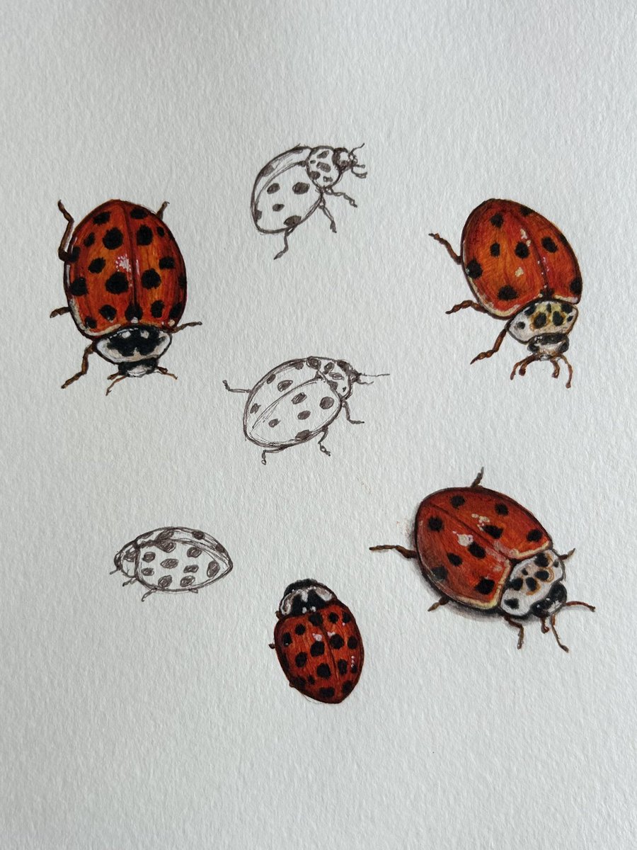 Lots of ladybirds around now. #sketchbook #TwitterNatureCommunity #natureart #drawing #ladybirds #ladybugs #insects #Pollinators