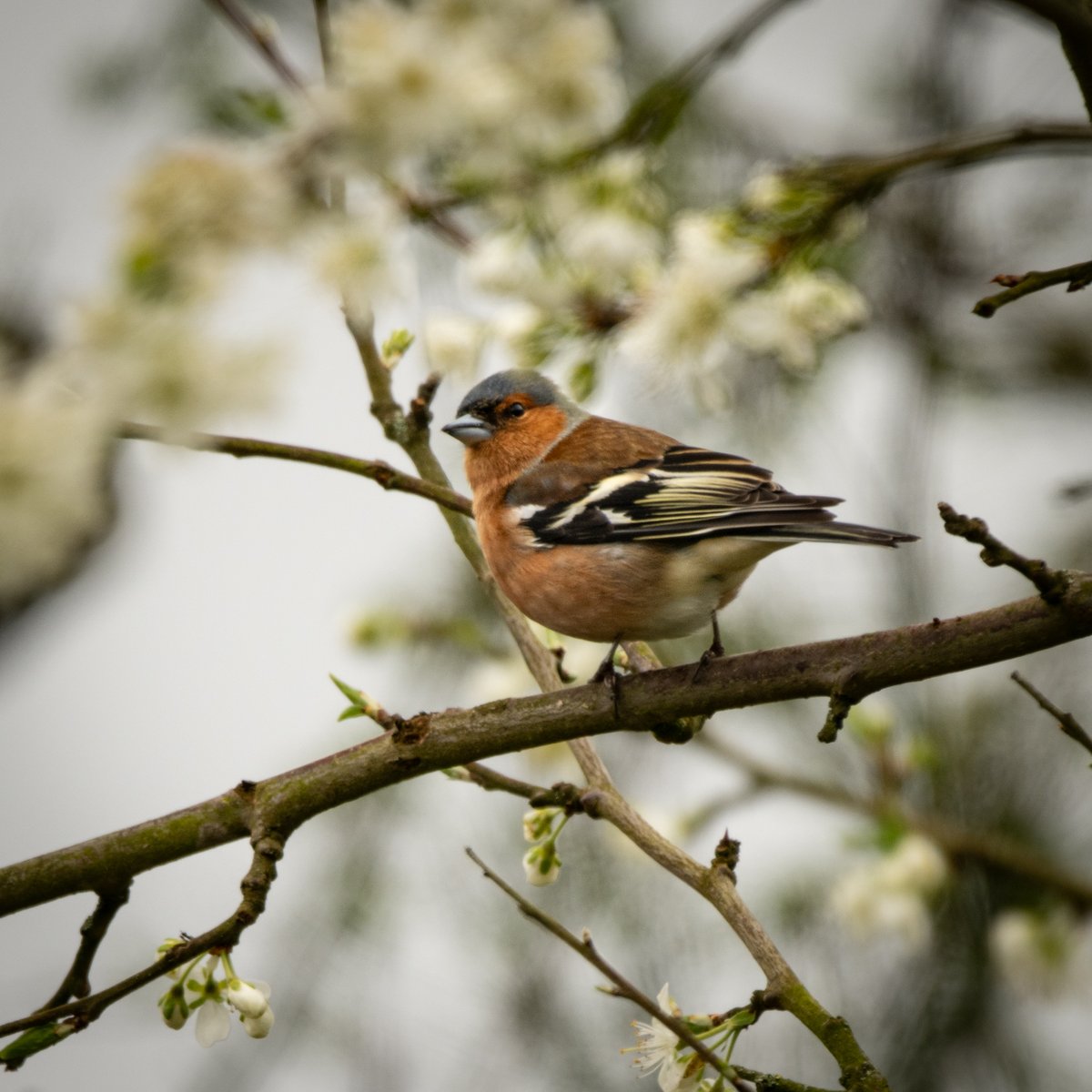 Chaffinch in the plum tree in the garden. #Cumbria