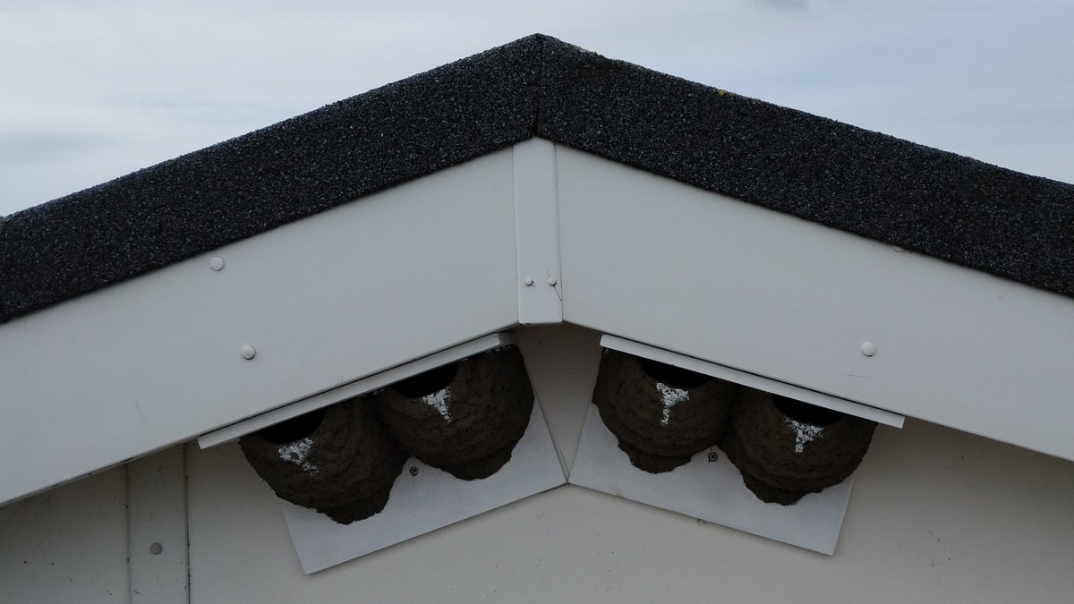 Water Management Consortium (@wmcidb) on Twitter photo Fantastic #collaboration with the <a href="/NationalTrust/">National Trust</a>, #housemartin cups at Boygrift Pumping Station. This will diversify the bird populations supported at our Pumping Stations, we intend to continue with these installations #Mablethorpe #NationalTrustSandilands Fantastic #collaboration with the <a href="/NationalTrust/">National Trust</a>, #housemartin cups at Boygrift Pumping Station. This will diversify the bird populations supported at our Pumping Stations, we intend to continue with these installations #Mablethorpe #NationalTrustSandilands