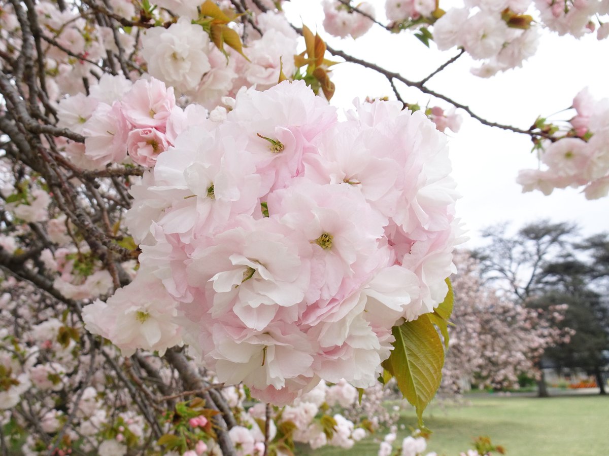 新宿御苑では八重桜の開花が進んでいます。 中でも新宿御苑を代表する桜の品種 #イチヨウ はみごろです。ピンクの花がまとまって咲くためブーケのようでかわいらしいです🌸 管理事務所前の芝生にまとまって植栽されているのでおススメです。 #新宿御苑 #桜