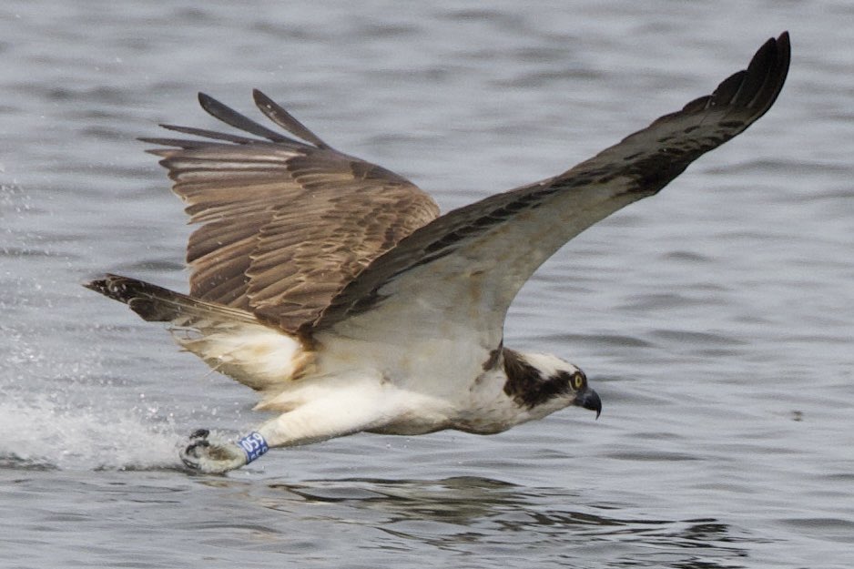 059 putting in a good display yesterday at Rutland water. @rutlandospreys