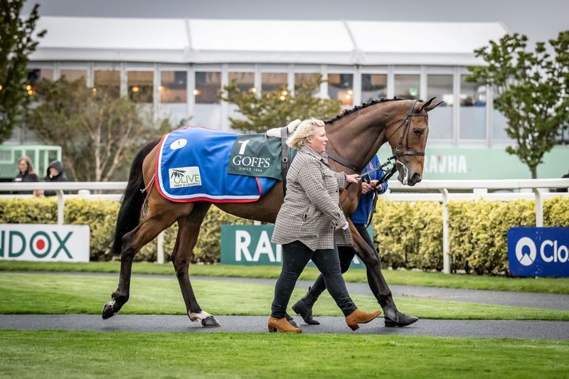 ♥️ 'We'll have to spend the rest of our lives trying to replace her but she's going to a great new home and I'm sure we'll try to buy her progeny in the future.' Cheltenham Festival winner Love Envoi sells for £135,000 as broodmare career beckons Read more 👉…