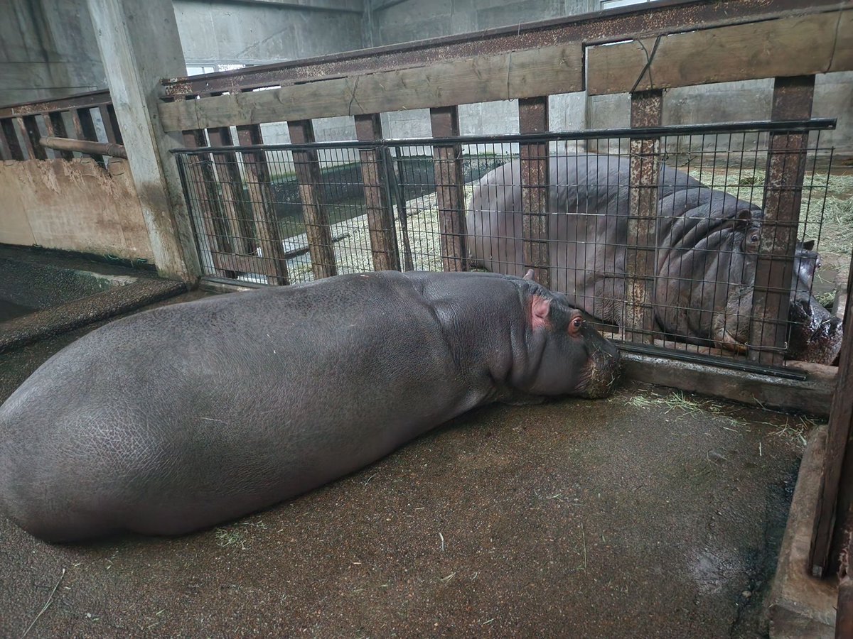 近くにいると安心するね🦛

#東武動物公園
#カバ
#hippopotamus
#まんぷく　#マイ