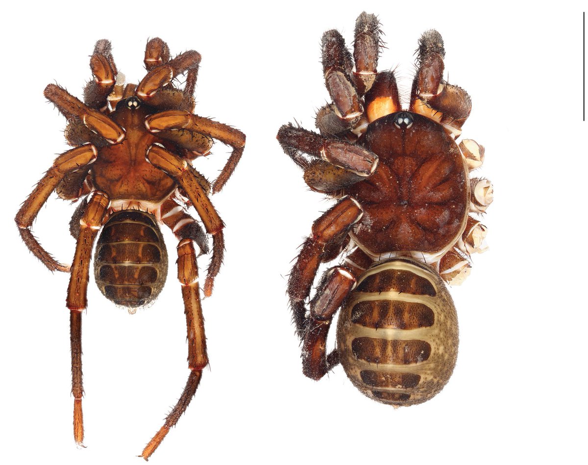 Seven #newspecies of segmented #spiders are described in the genus Liphistius from specimens deposited at the Chulalongkorn University Natural History Museum in Bangkok, Thailand.

➡ Read more here: doi.org/10.3897/zookey…