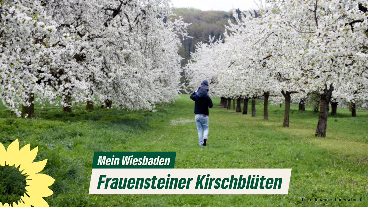 In der Reihe #MeinWiesbaden geht es heute nach Frauenstein. Eigentlich ist dieser Stadtteil zu jeder Jahreszeit für einen Spaziergang oder eine Wanderung zu empfehlen, aber besonders im Frühjahr, wenn die zahlreichen Kirschbäume blühen, ist ein Ausflug ein absolutes Muss.