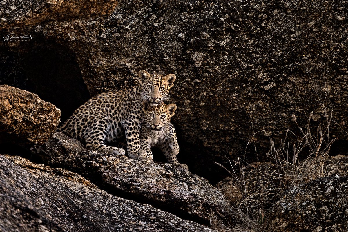 Leopard cubs. Bera. @NikonIndia #nature #wildlifephotography #indianwildlife