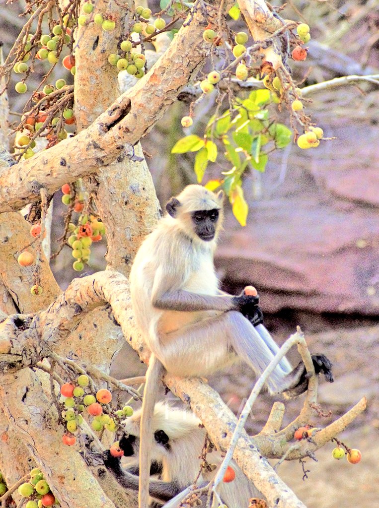 #Democracy now is the fig leaf of #Elitism,
#Cronycapitalists shrouded behind the veils of #Nationalism, #Hindutva #Elections WTD #nature #thinkover a #clusterfig #Jungle  #NaturePhotography #langur helping since 2004. Cast Vote for jobs, & not religion youtu.be/BRTHMoh7eS8?si…