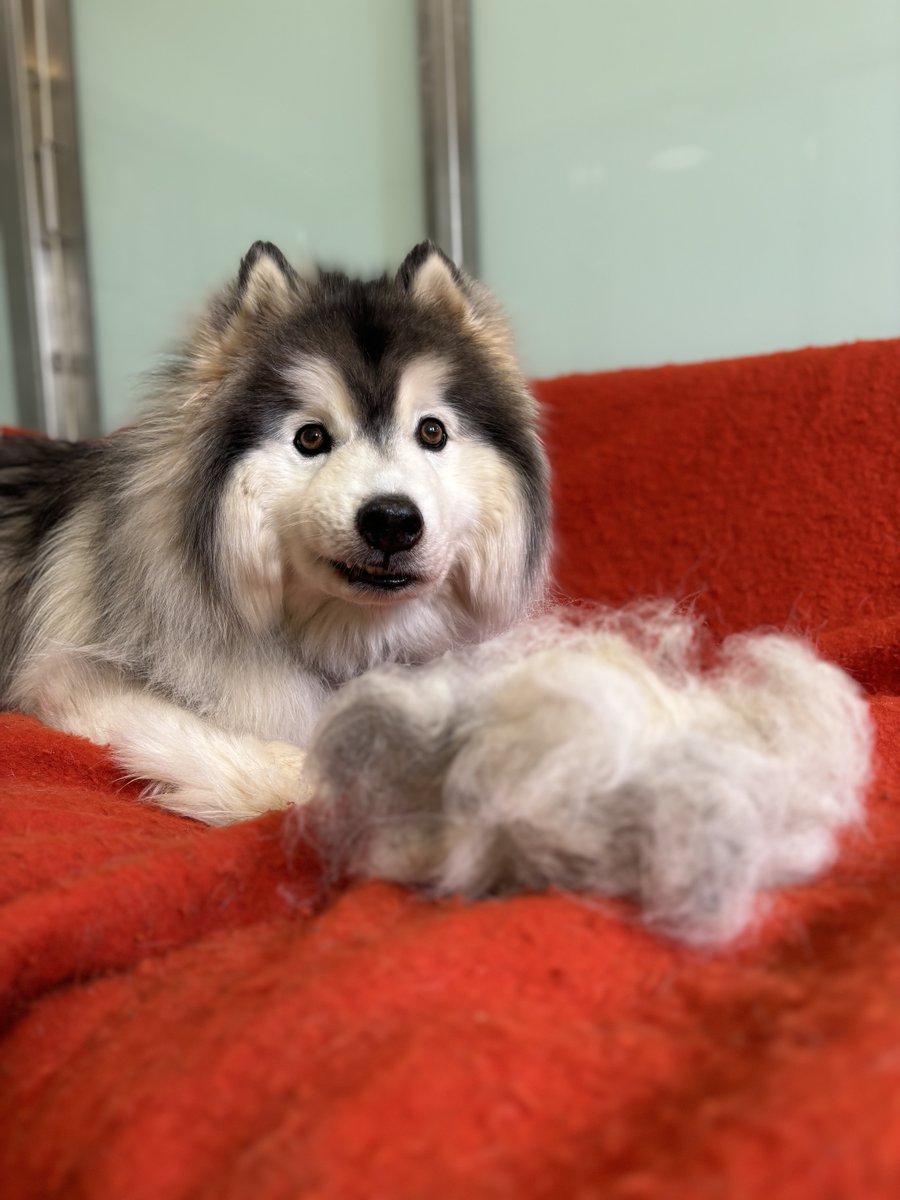 With the weather getting a little warmer, Tang's thick coat was due a nice brush. Doesn't he look so handsome?! 🥰🐾 [Image description: Tang is a very fluffy white and black Alaskan Malamute. He is lying down with a big pile of his fur next to him.]