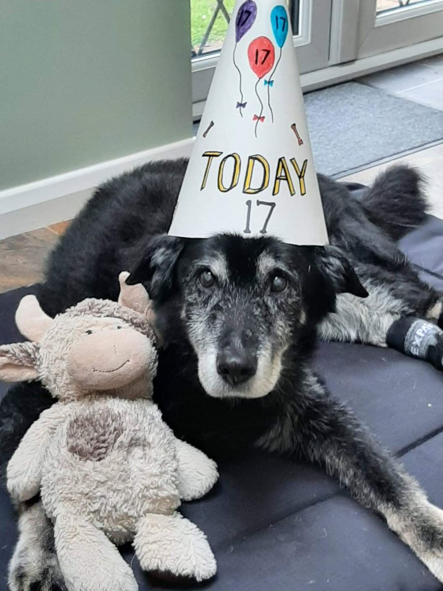 Hi just wanted to share an update on a dog called Buster who joined our family, via you in 2017. He has just turned 17 & although age is catching up with him as the walks are slower & shorter, he's still very healthy. Thank you for helping with making him a part of our family