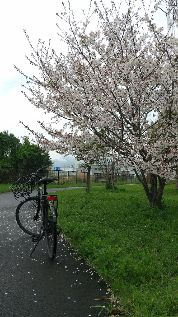 毎日の通勤に欠かせない愛車と桜🌸