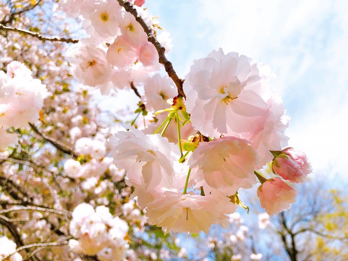 「cherry blossoms depth of field」 illustration images(Latest)