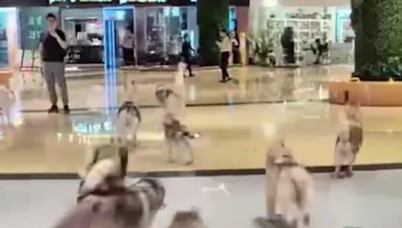 Hilarious moment dozens of huskies run riot in shopping centre ⬇️ leightonbuzzardonline.co.uk/read-this/vide…