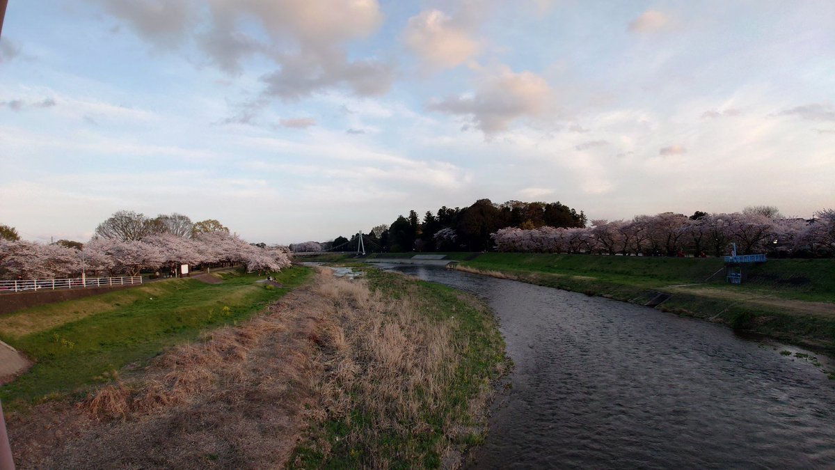 Uribo_kuma's tweet photo. 地元の桜も満開ですね～🌸 https://t.co/MReh4LApDS