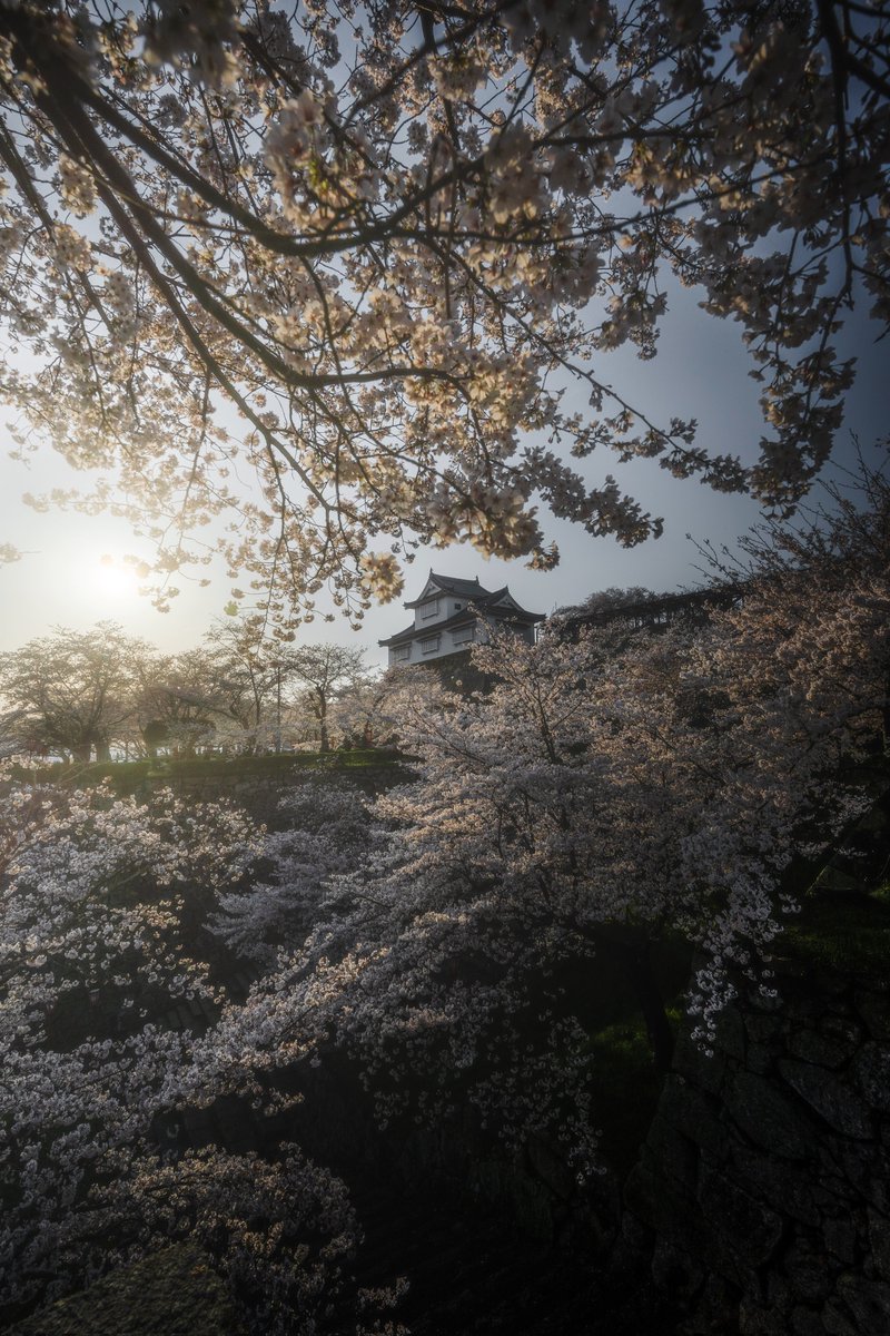 岡山の春は、本当に美しい。