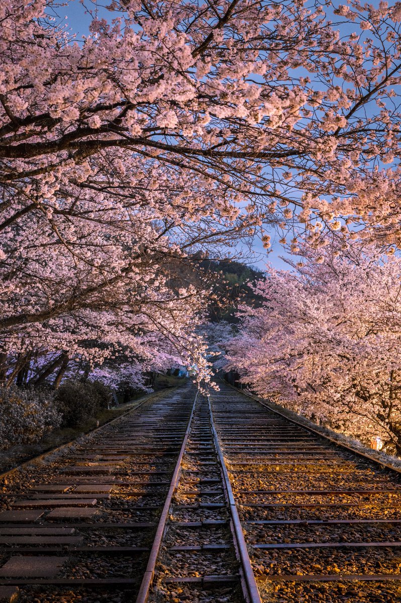 春で埋まる廃線路が奥ゆかしい