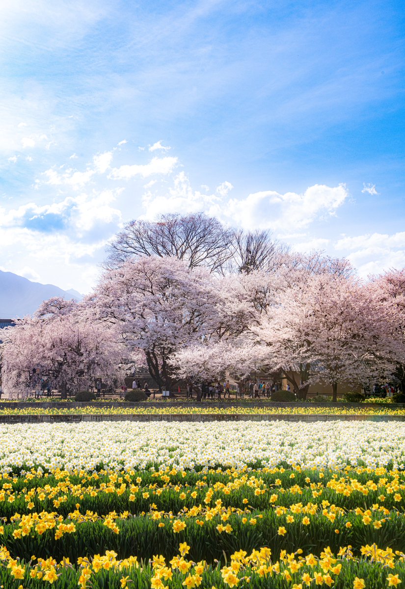 満開の桜と水仙が広がる美しい場所でした