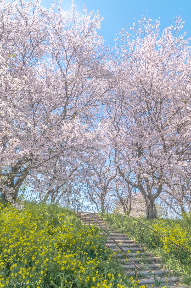 青空へ繋がる春の階段。