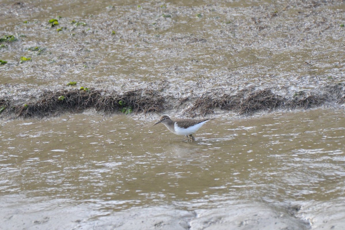 Common Sandpiper in the Ferry channel at Pagham Harbour LNR. @SelseyBirder #Nikon #D800