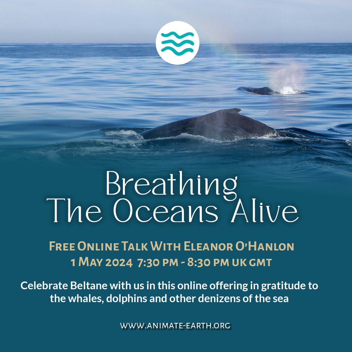 In April and May, the blue whales, fin whales, rare sei whales and humpback whales arrive off the coast of the Azores on their spring migrations, and join resident sperm whale families and four species of dolphins. Join Animate Earth Collective as we bring in Eleanor O’Hanlon,