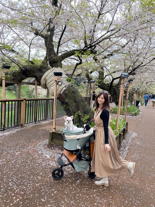 雨やんだから来てみた🌸 https://t.co/DWBxwyoFLy<a href="/tag/sg"class="tags"><span>#sg</span></a><a href="/tag/%E5%B7%9D%E4%B8%8A%E3%82%86%E3%81%86"class="tags"><span>#川上ゆう</span></a><a href="/tag/%E3%82%B7%E3%83%B3%E3%82%AC%E3%83%9D%E3%83%BC%E3%83%AB"class="tags"><span>#シンガポール</span></a>
