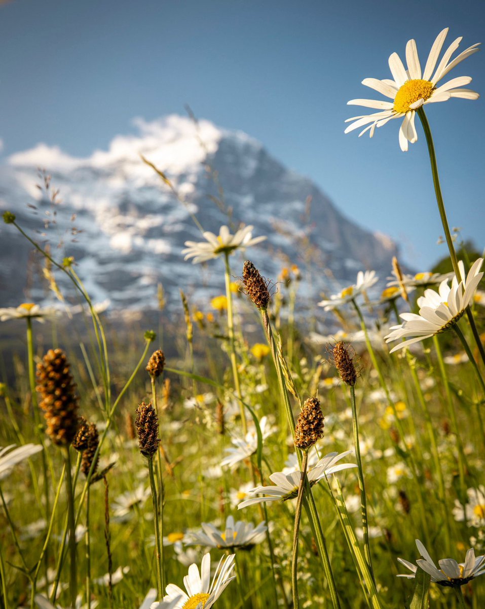 Spring is here - Summer is on its way ☀️ bit.ly/InfoGuide24 We have put together the summer info guide brochure for you 📚 Here you will find all the relevant information you'll need for your stay ⛰️ Will you be visiting us this summer? ✨ 📷 instagram.com/davidbirri/