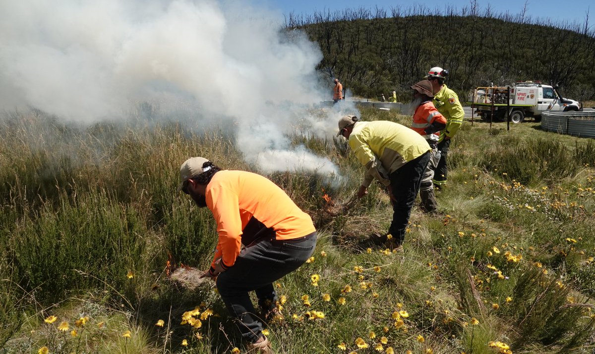 Brungle Tumut Local Aboriginal Land Council and Duduroa Elders recently partnered with National Parks and Wildlife Service to share knowledge and protect Country by conducting a #CulturalBurn on #Wolgalu Country in Kosciuszko National Park. 🔥🏞️

👉🏿 shorturl.at/jpuxN