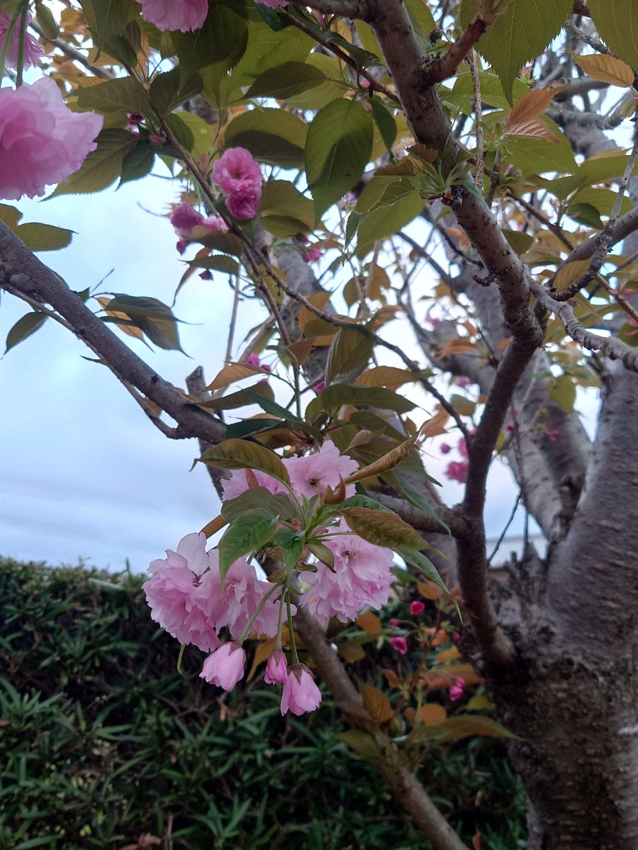 #ランアバ

Roniちゃん　こんにちは。

庭の八重桜が咲いています。

八重桜を見ると、道明寺の桜餅を食べたくなるんですよね。

でも、八重桜の時期になると、和菓子屋さんの店先には、柏餅が並び始めて、桜餅は見かけなくなって、ちょっと悲しい😂　

結局、花より団子の私😋