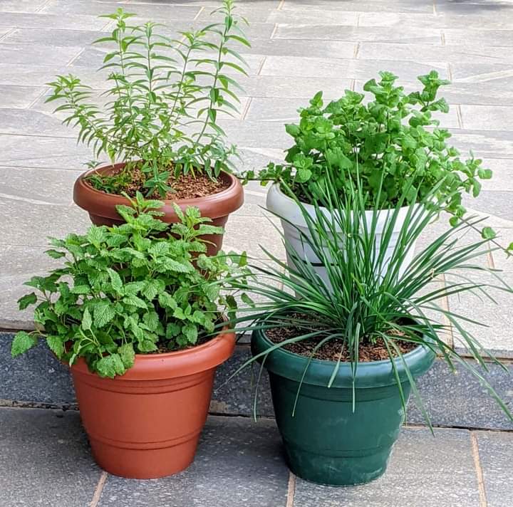 Make use of plastics. We can however,tailor make for you with your desired colour and herb preferences. Herbs are natural and cool remedies to most mild but uncomfortable ailments. Photo credit.