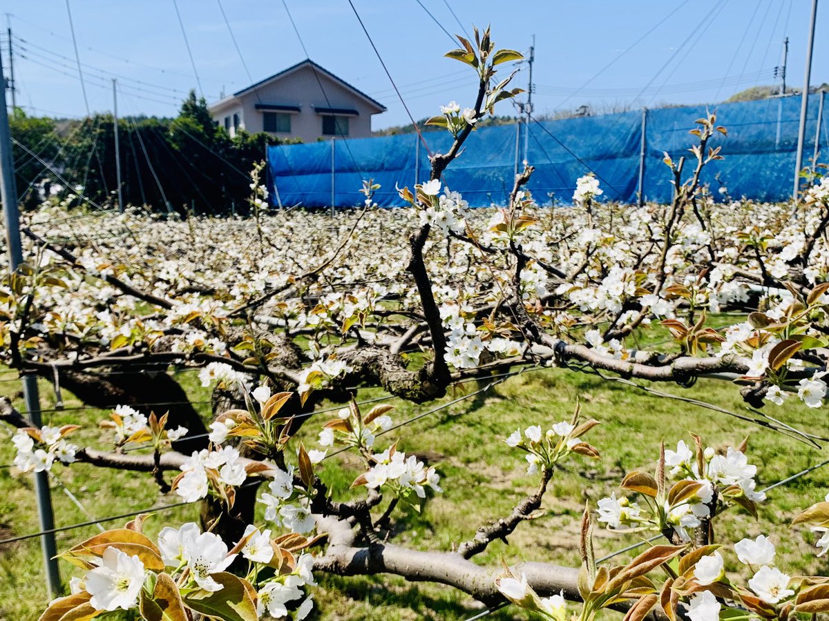 砂丘地区の梨園さんの梨の花が満開です。鳥取県の品種、新甘泉は早い者勝ちですぞ。ここ数年、収穫時期にはもう予約で売り切れって事になってます。