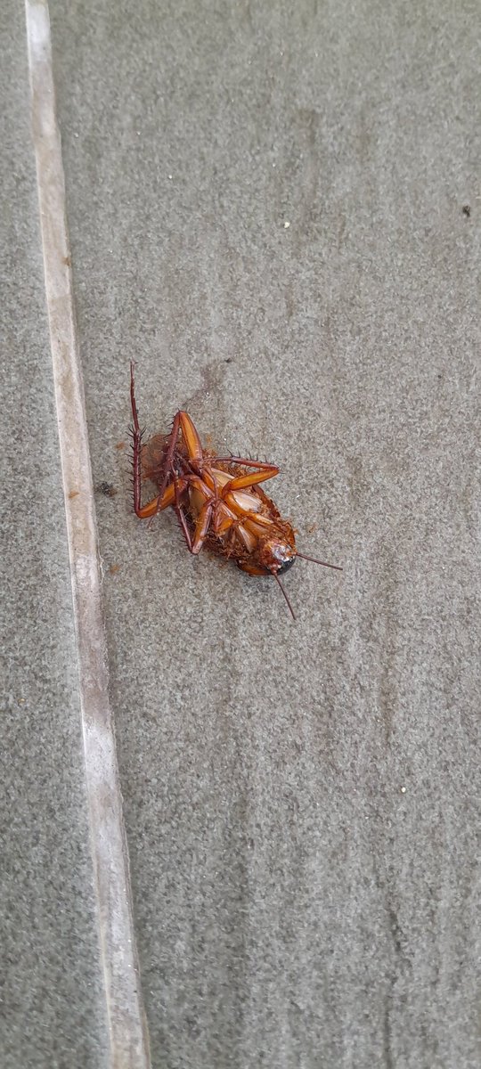 So... cockroaches aren't indestructible after all. This brings hope. I wonder what caused its demise? Brings hope in other areas of life where unpleasant organisms are difficult to dispatch (he says, treading warily around Scotland's latest legislation).