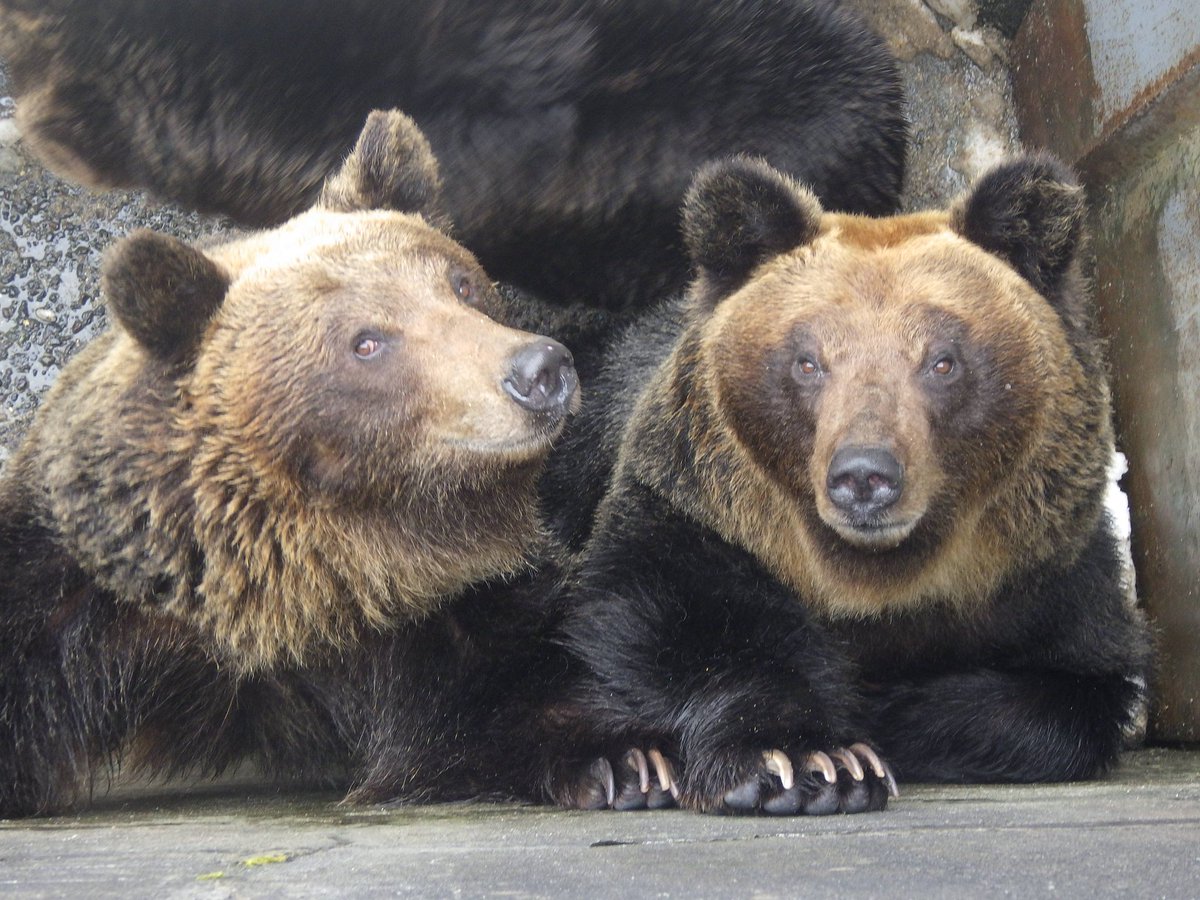 bearpark_jp's tweet image. 〈双子の会話〉

飼育｢写真撮るよ｣

左シズク｢チューしよ？｣
右ツムギ｢。。。。｣

#双子　#シズク　#ツムギ
#のぼりべつクマ牧場 #登別 #エゾヒグマ #北海道

#noboribetsubearpark #noboribetsu #brownbear #hokkaido
