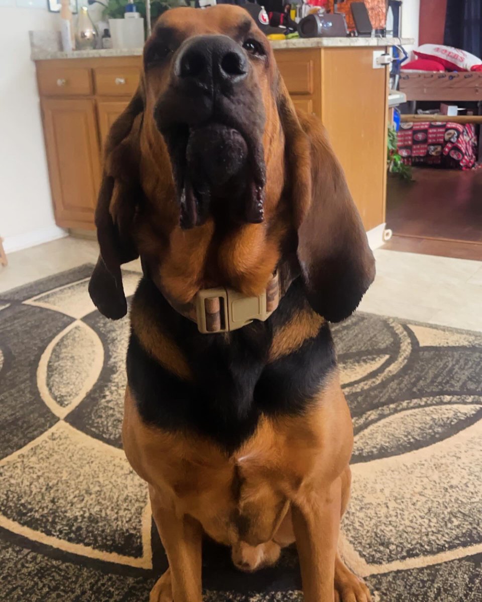 ColtD14's tweet image. Capone my big boy ❤️🐾