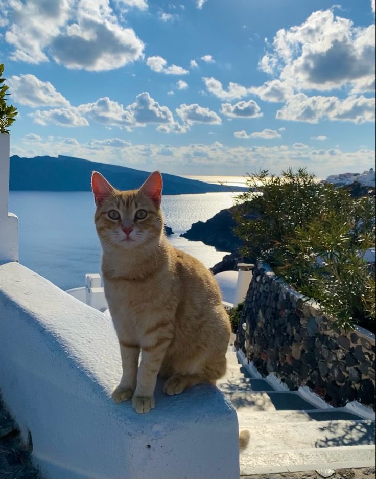 Happy Friday and a beautiful weekend…🌊💦☀️🐈🩵🧡💙 #GoodMorningEveryone 🌷 #CoffeeTime ☕️ #CatsLover 🐈 #WeekendVibes ☀️ #PeaceAndLove 🕊️