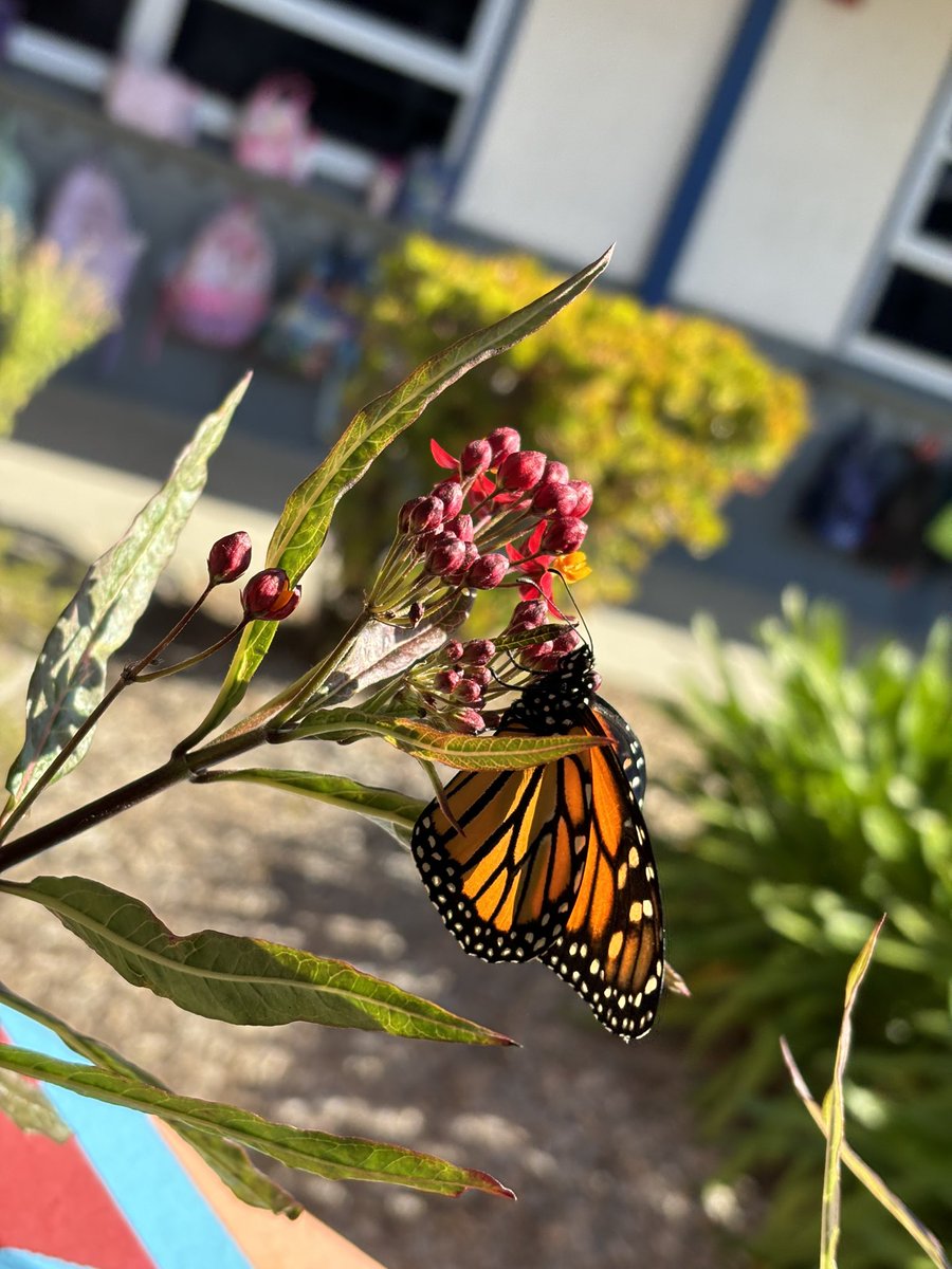 This beautiful butterfly was just hanging outside my classroom at recess so I sat outside and enjoyed nature. @DosCaminosPVSD @PVSDCamarillo