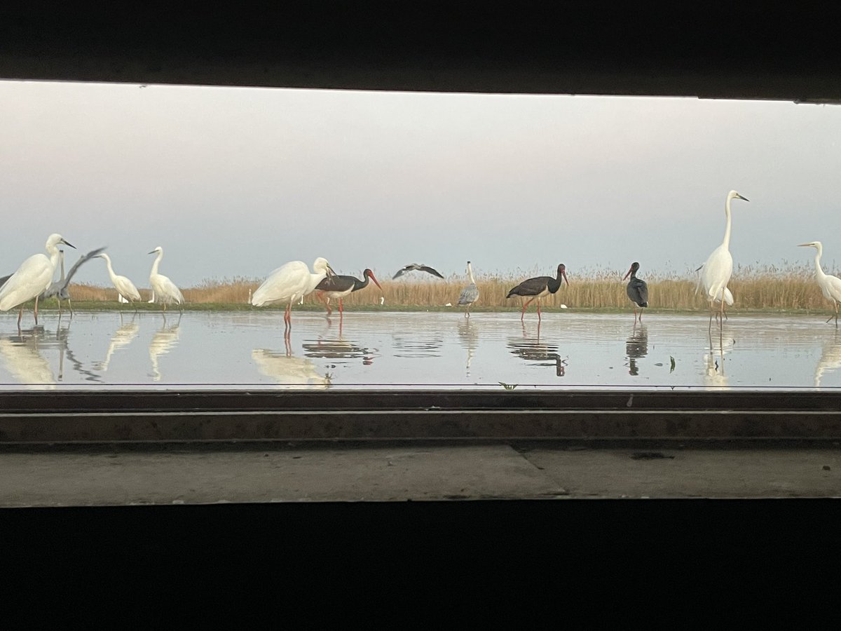 My office this morning 😇 Visiting the bird hides of Bence Mate in Hungary this week together with Mohit from @AsianWildlife bencemateshides.com Stunning Black Storks close together with Great Egrets. #BitdsSeenin2024