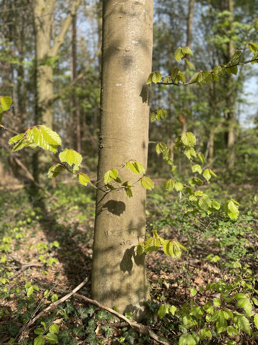 How about next time you pass by a tree, take a moment to appreciate its beauty and the lessons it offers, not just only for the sake of our environment, but also for our own growth and fulfillment?🌳🌏