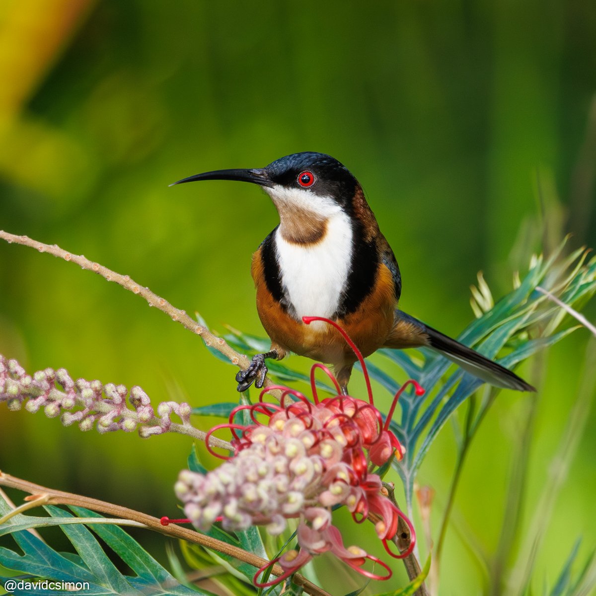 Eastern Spinebill in our garden.