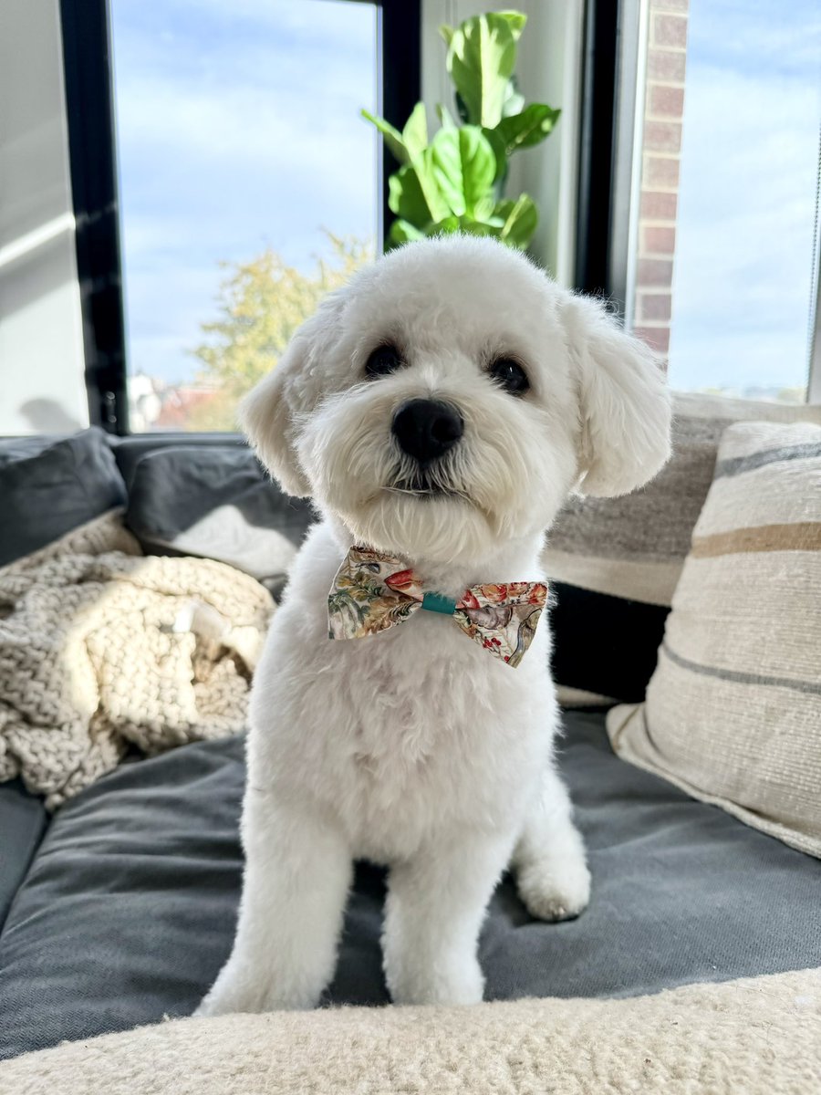 AubreyHarrison's tweet photo. @blackpeoplepets My lil manz Pluto, coolest pup on the east coast! https://t.co/3epaloxQXy