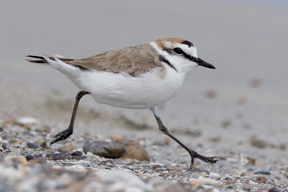 This Kentish Plover hasn’t read the itinerary for @naturetrektours Go Slow in Mallorca, he seems to be in a hurry! #BirdsSeenIn2024 #waders #shorebirds