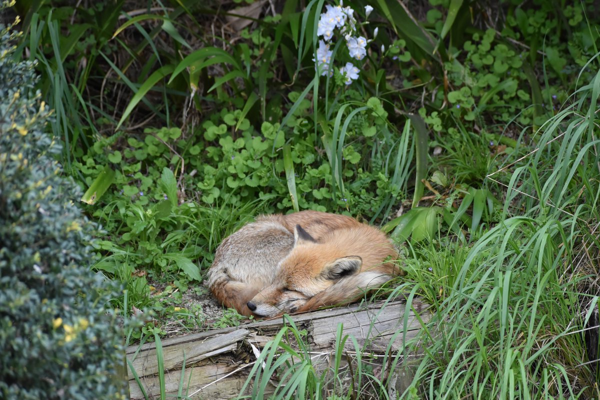 #ホンドギツネ の #紺。
お花に囲まれてお昼寝中。

#東山動植物園 #キツネ #長寿 #動物園 #名古屋