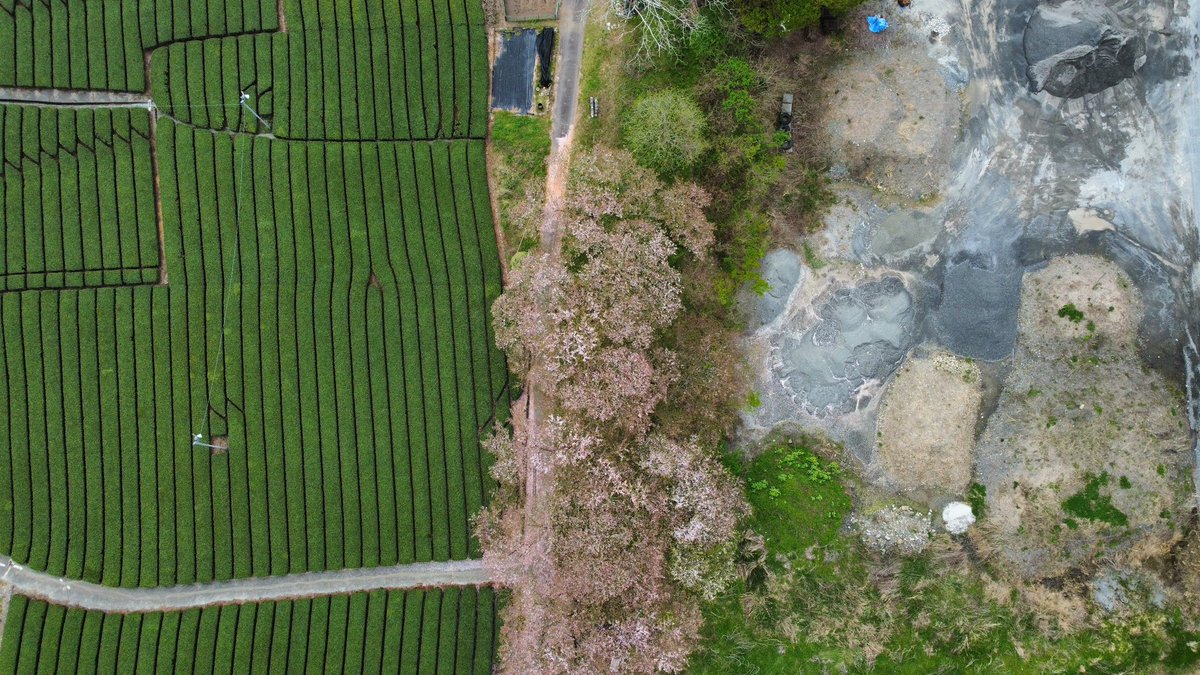 🇯🇵👨🏾‍🚀 I am hypnotized by the images of the Sakura and green tea fields that I am capturing here in Japan 🇯🇵👨🏾‍🚀