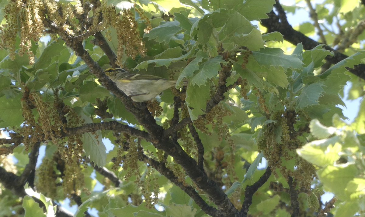 Pallas’s Leaf Warbler - some photos of yesterday’s bird at Paliros (Cape Tenaro); we believe this is just the 5th Greek record.
Photos chosen to show the key identification features <a href="/AntikythiraBird/">Antikythera Bird Obs</a> <a href="/BirdGuides/">BirdGuides</a>