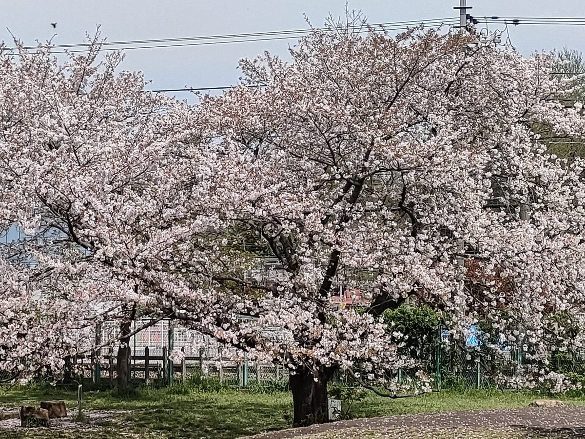 今日は12kmラン🏃‍♂ 桜の花びらが舞って綺麗!