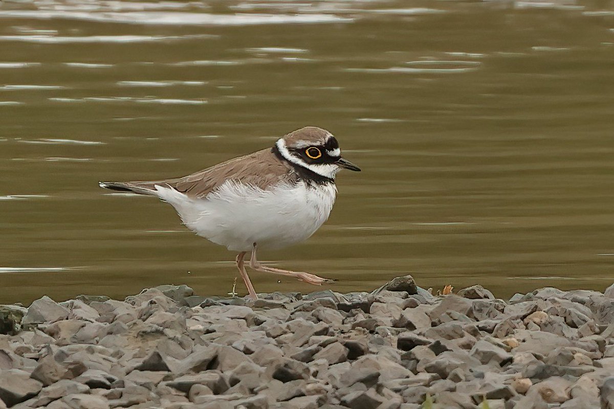 Little Ringed Plover @WWTLlanelli