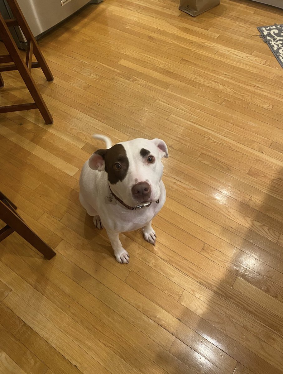 kimdangbb's tweet photo. also everyone meet NALA!!! she is a very good girl. she’s been with us for over the past year and she has adjusted amazing. https://t.co/L2lUJi25ZH