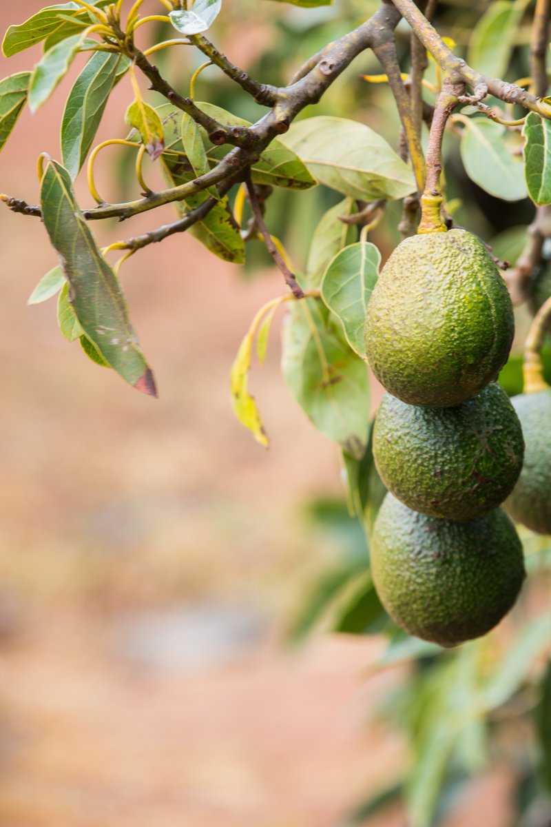 Fact: In most avocado-producing areas, steep 7 uneven orchards often lead to lower productivity. We can combat this with proper soil preparation, well-designed irrigation systems & the right precision irrigation tech. Contact us: bit.ly/ContactNetafim #growmorewithless