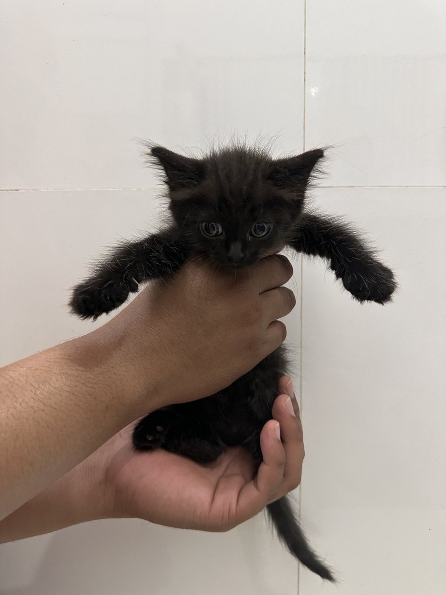 Btw gais.. aku lagi open adopt kucing2ku (free).
Usianya kurleb 3 bulan. Indoor. Blm vaksin. Dom Surabaya.
Sudah bs makan dry food (proplan starter kitten)

Alasan open adopt krn kebanyakan kucing 😭 kewalahan saya rawat banyak banyak.
Yang minat bisa rep/dm yah. Makasihh 🫶🏻