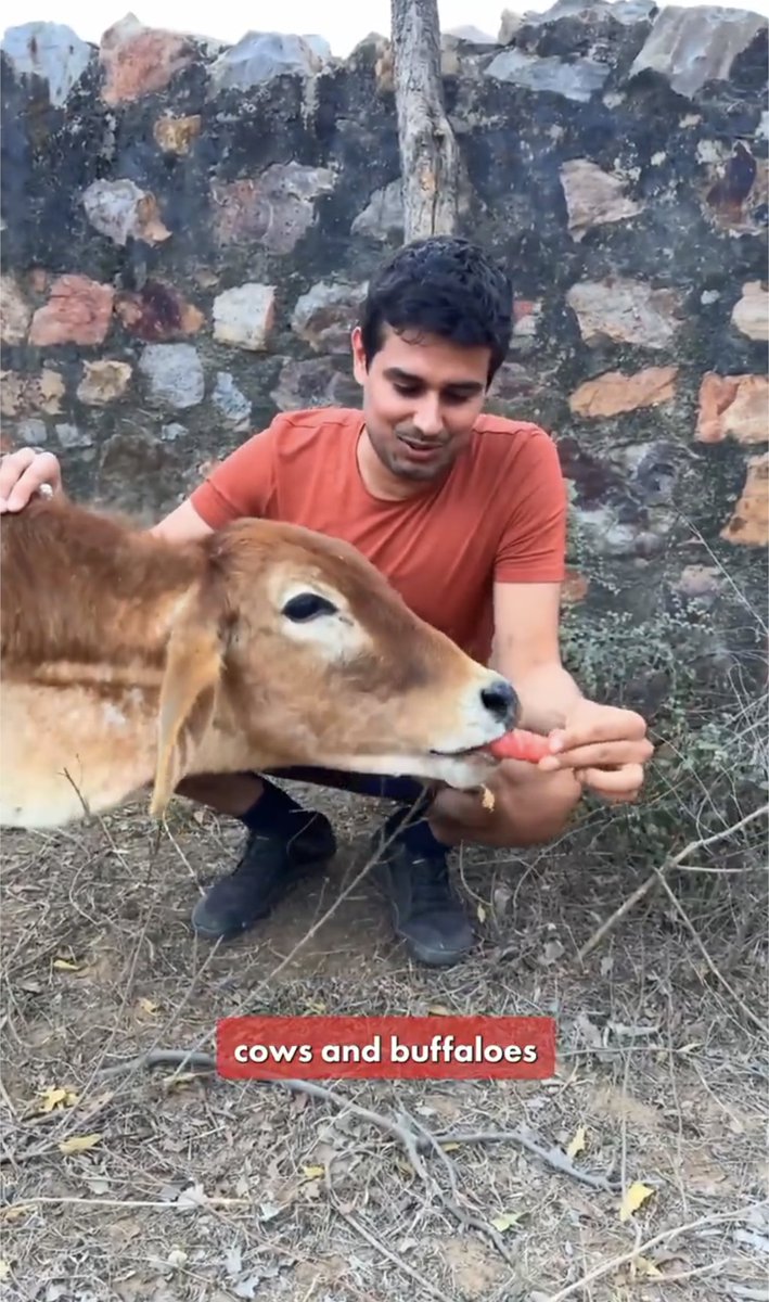 डर का माहौल है! ध्रुव राठी कमेंट हाइड कर रहा है. उसे मालूम है कि उसकी बदमाशी पकड़ी गई है. उसने भैंस के मांस पर वीडियो बनाया और वीडियो में सारे समय दिखा दी गाय. बार बार गाय का नाम भी लिया. बंदा सांप्रदायिकता फैलाने के आरोप में जेल जाएगा. आम आदमी पार्टी बचाने के लिए शायद ही आए.