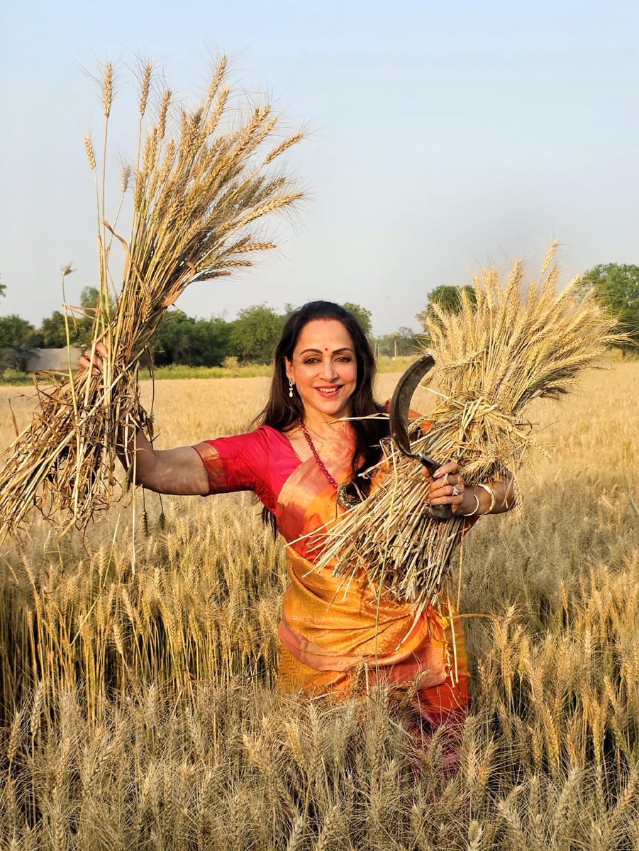 Hema Malini ji’s favourite destination before every election. Gehu wale khet🌾